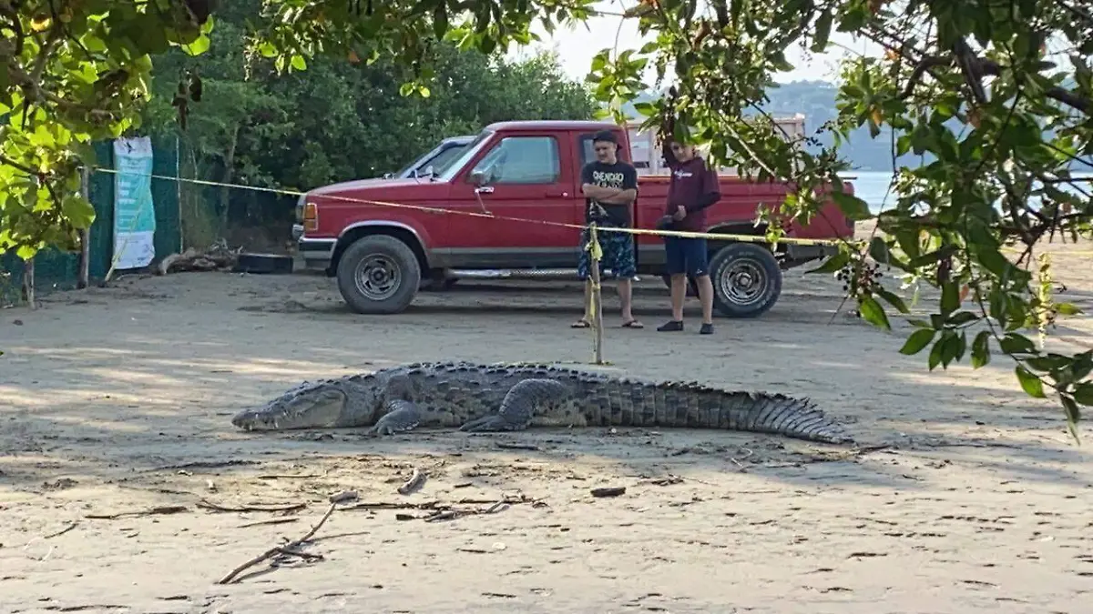 COCODRILOS