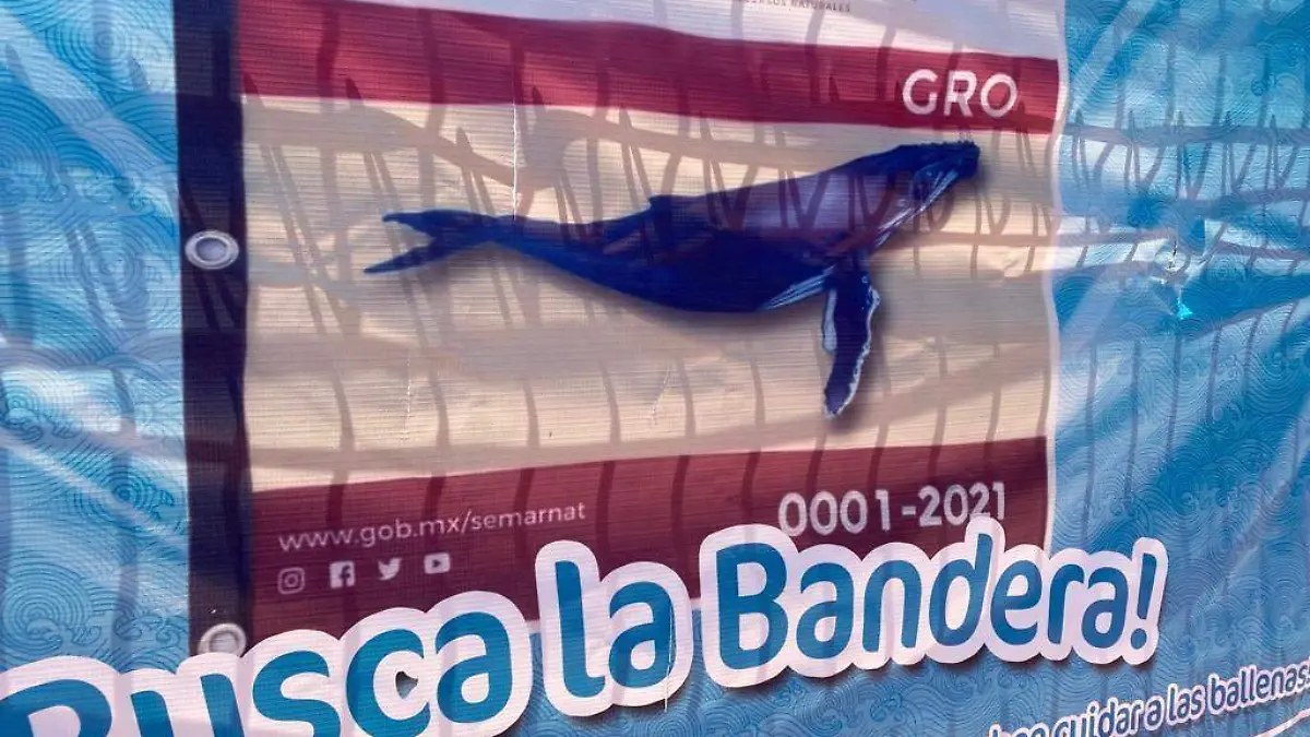 ballenas