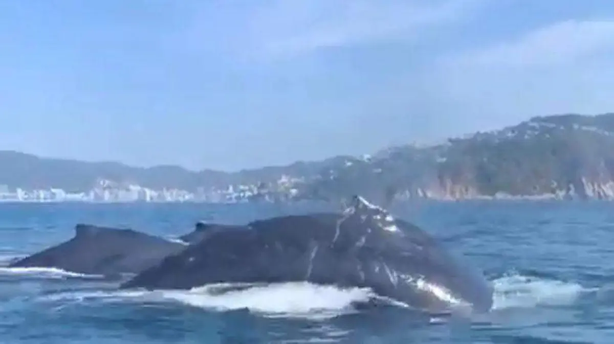 ballenas