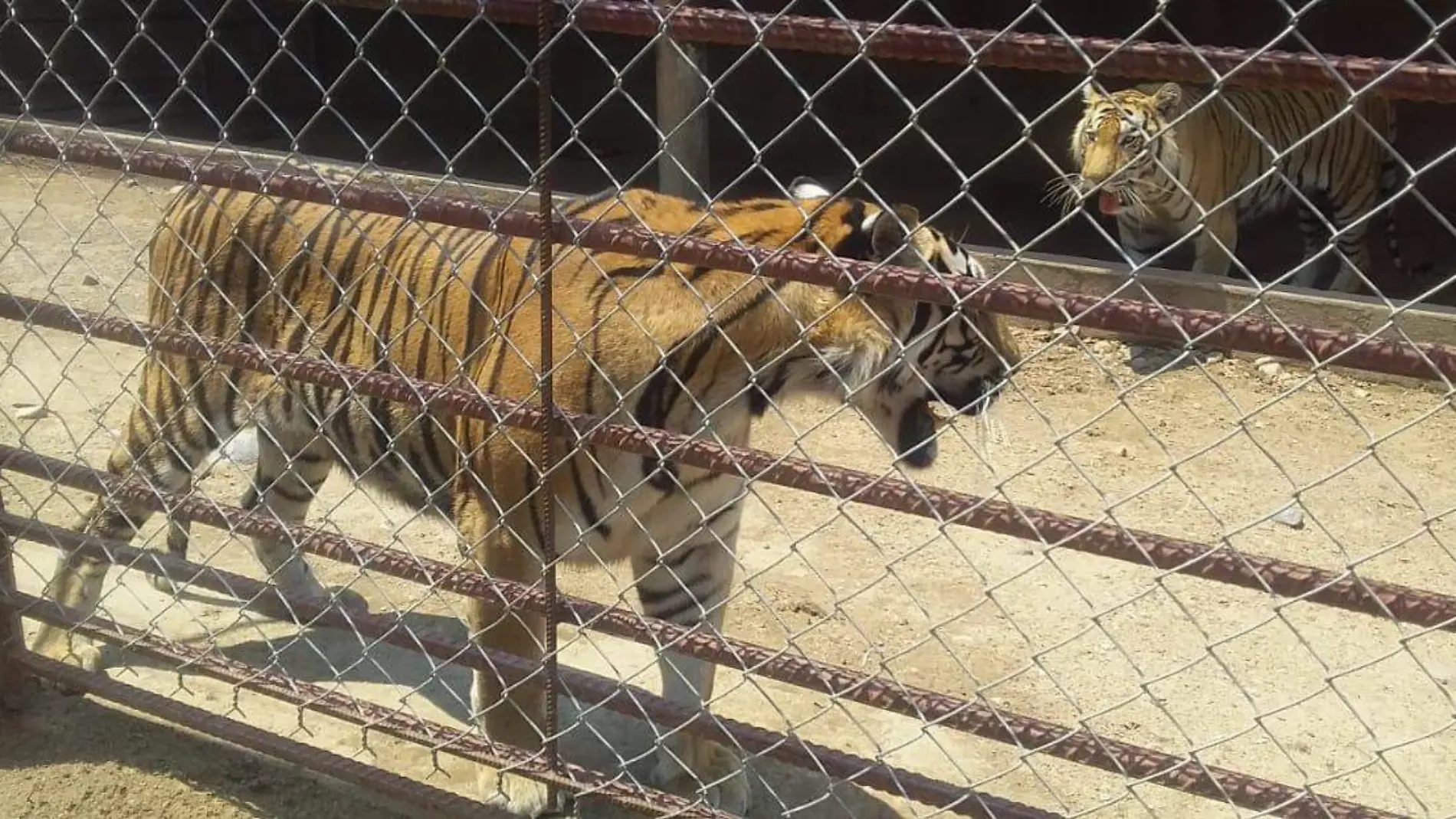 tigres