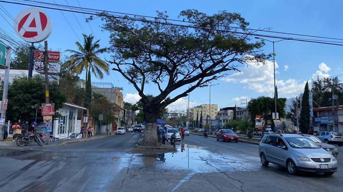 parota1
