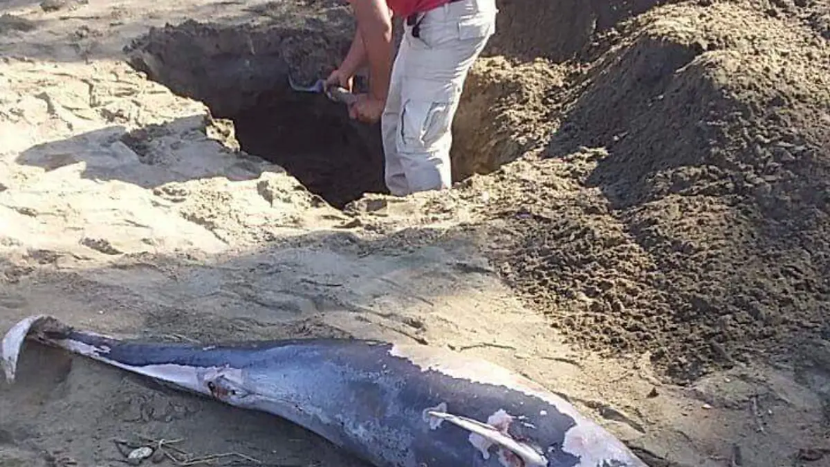 delfin