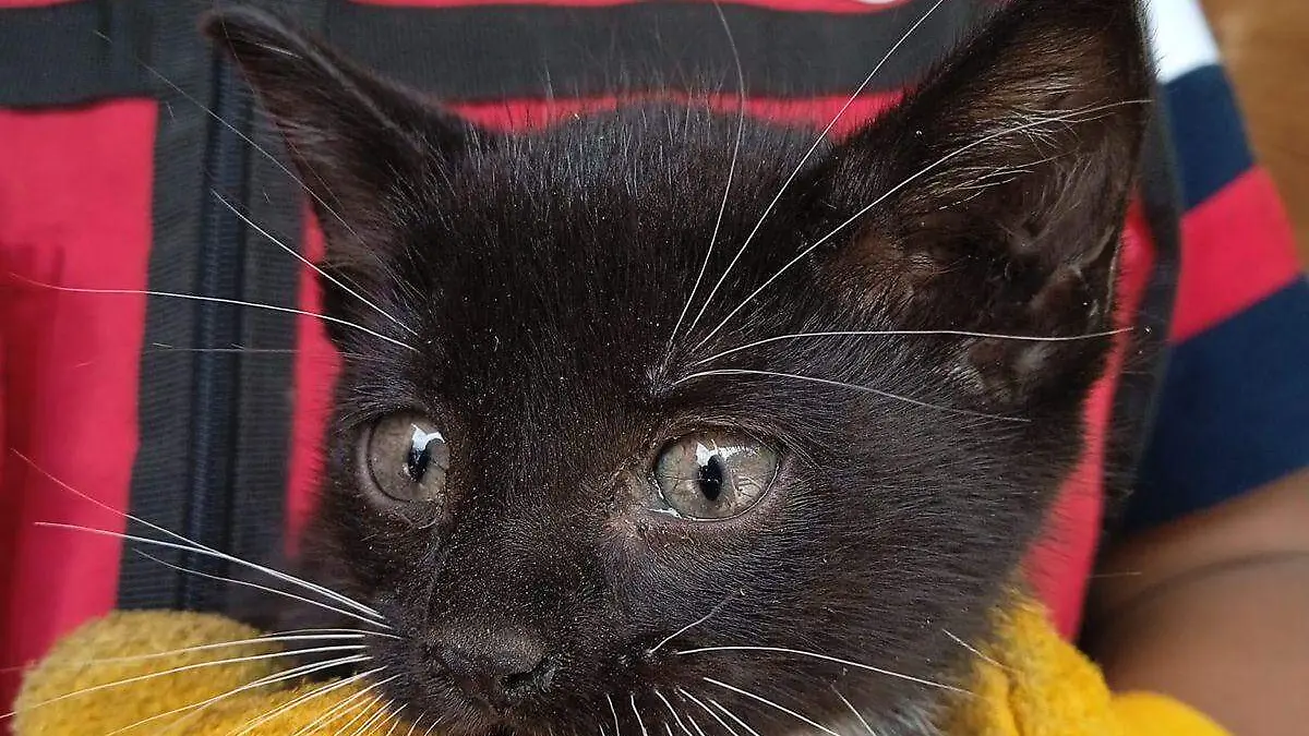 gatito
