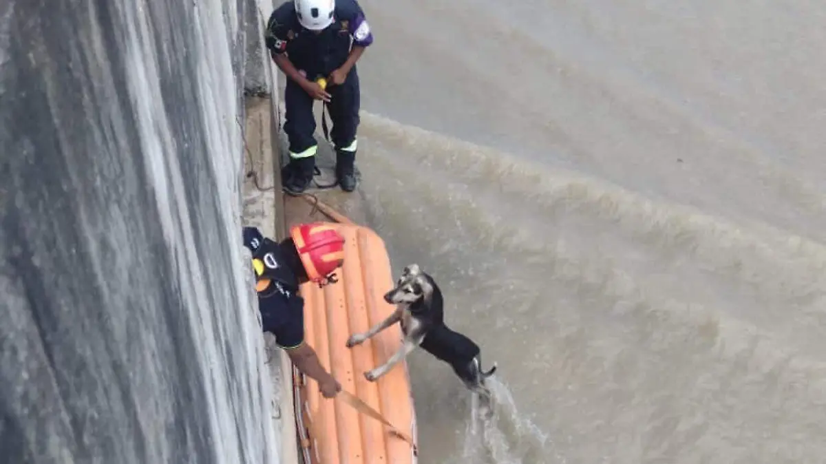 perritos