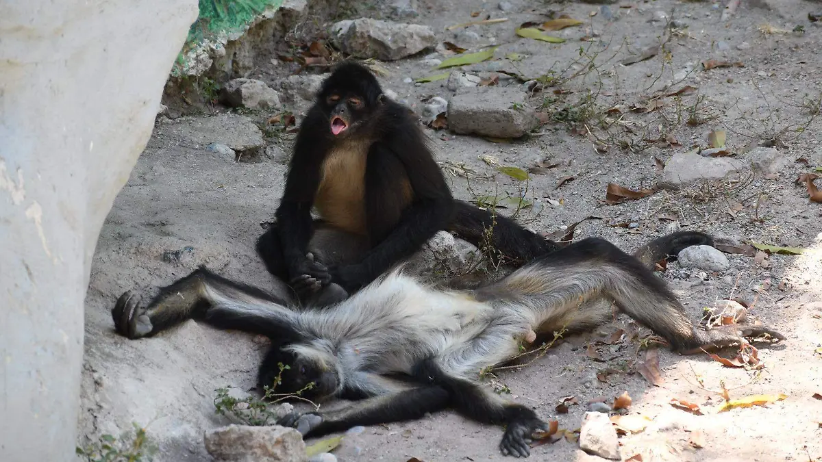 zoo1
