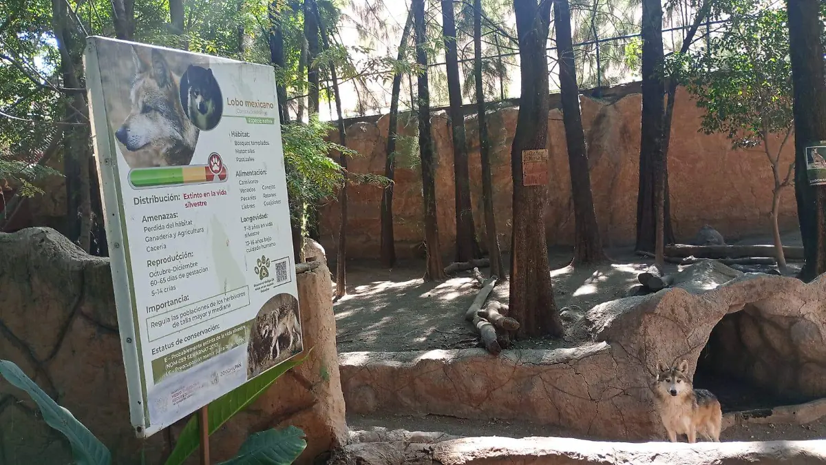 Lobo mexicano