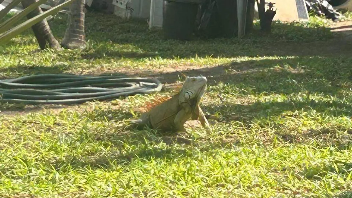 Por la sobre población iguanas corren mayor peligro