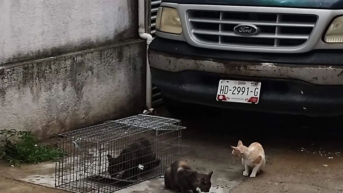 gatos rescatados