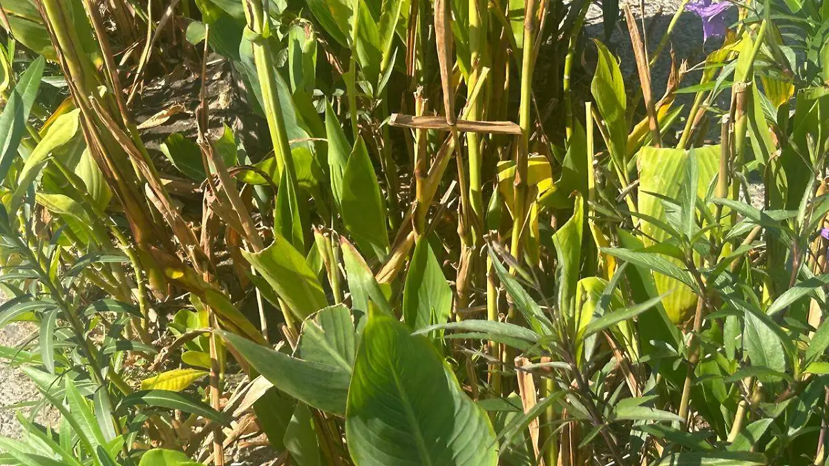 Fueron más de 400 millones de pesos los invertidos