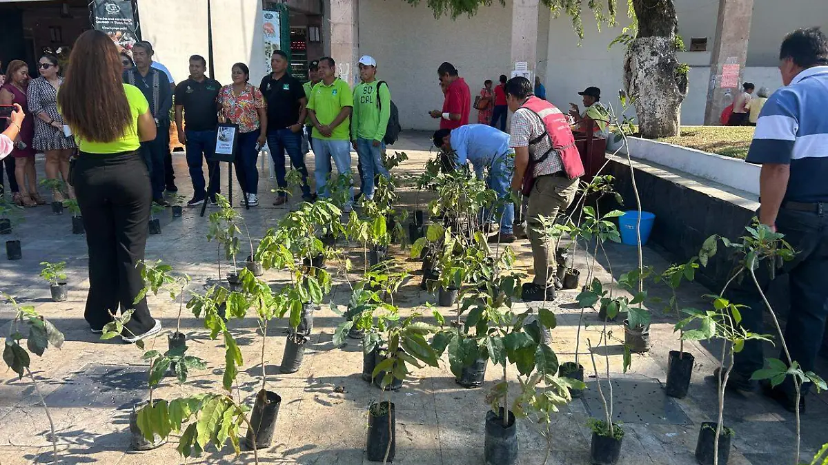 árboles en Acapulco