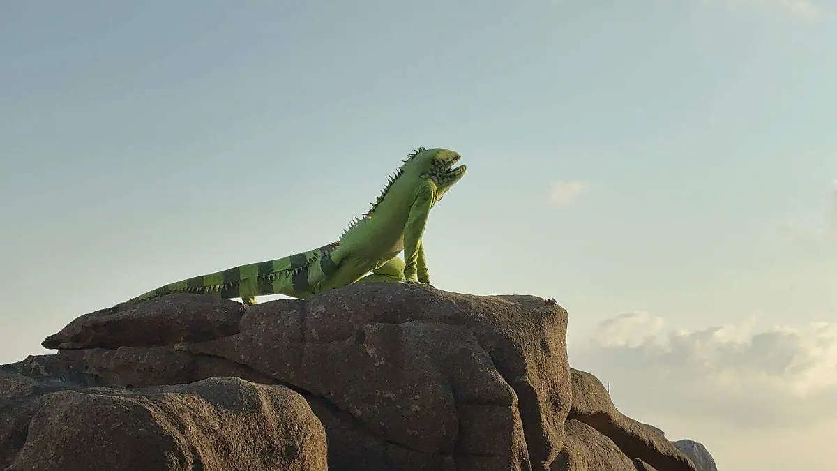 iguana piedras