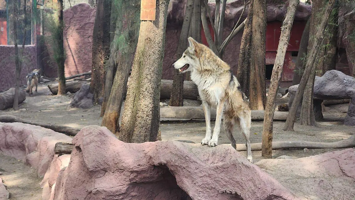 Zoológico lobo