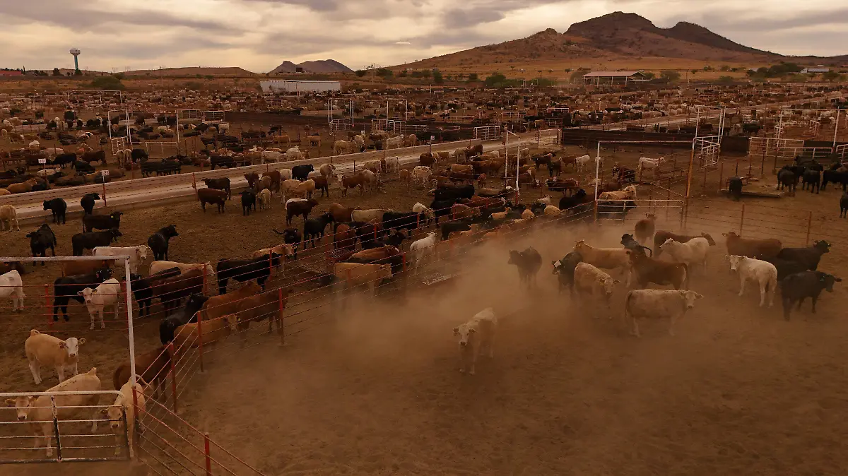 2025-05-19T220458Z_100019159_RC2HIEAAINFK_RTRMADP_3_USA-MEXICO-CATTLE-SCREWWORM (2)
