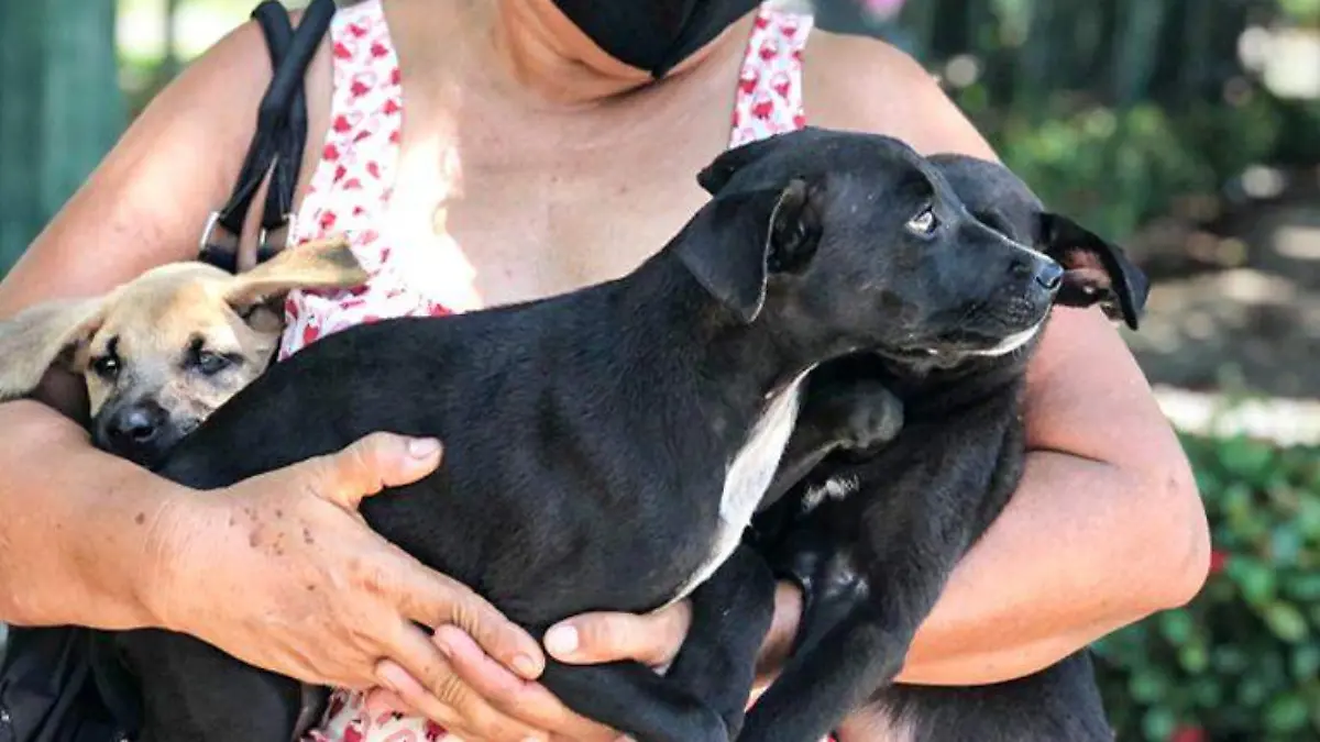 dia del perro