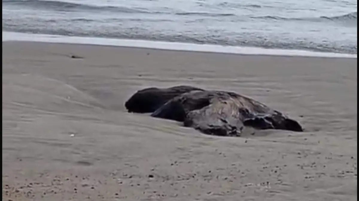 Restos-de-ballena-Acapulco