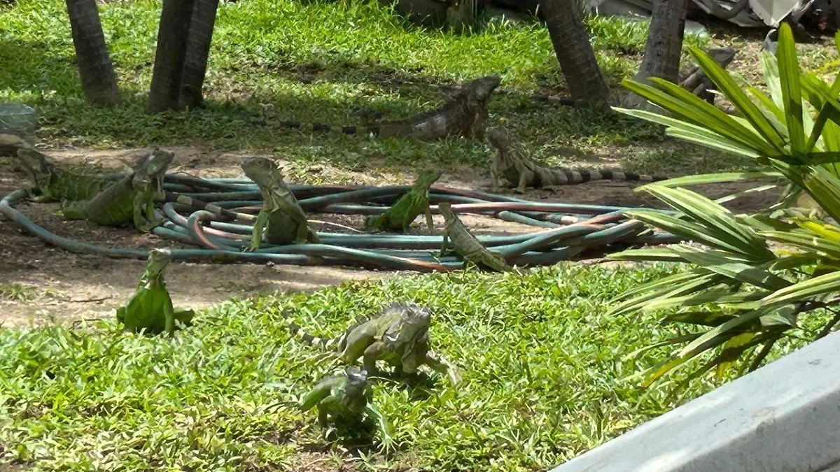 Las iguanas puede adaptarse a cualquier tipo de zona