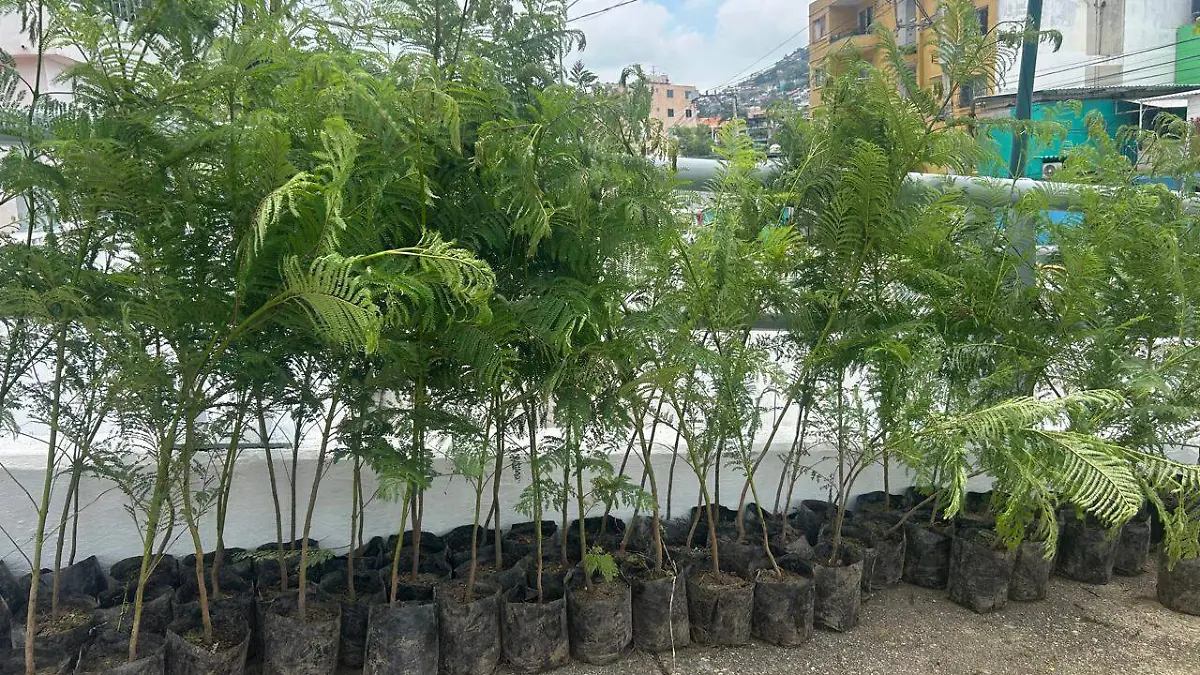 Otis, afectó el 90 por ciento del follaje de Parque Nacional El Veladero