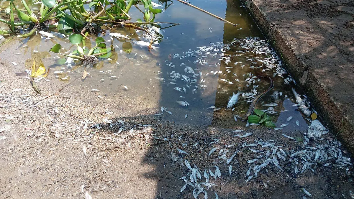 Son ocho especies de pescados muertos en la laguna de Tres Palos