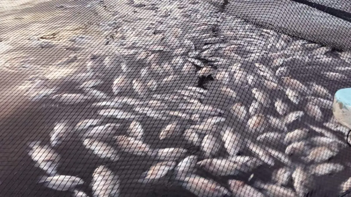 Acuicultores piden la intervención de autoridades