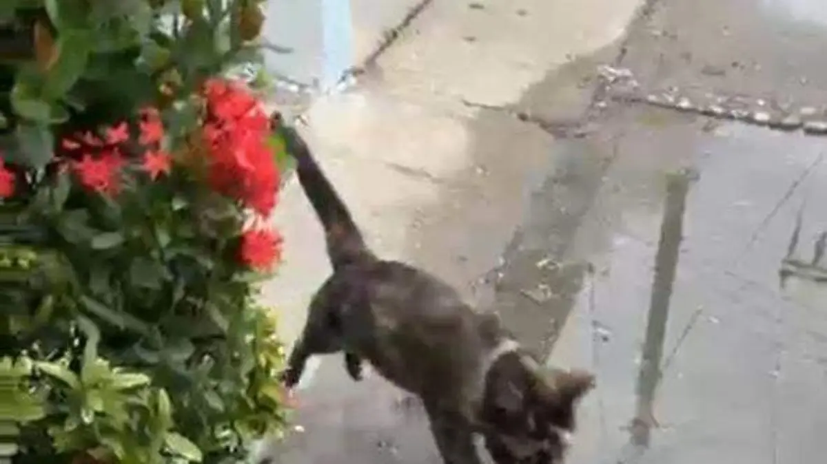 Con las lluvias, aumenta el problema de las aguas negras 