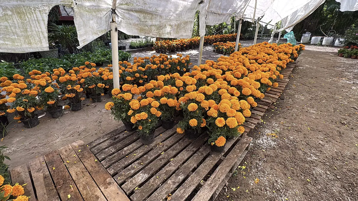 flores de cempasúchil