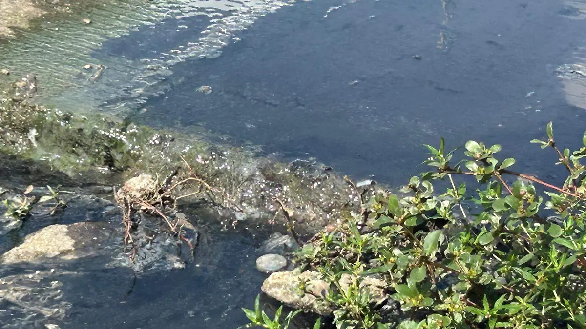aguas negras en la Progreso