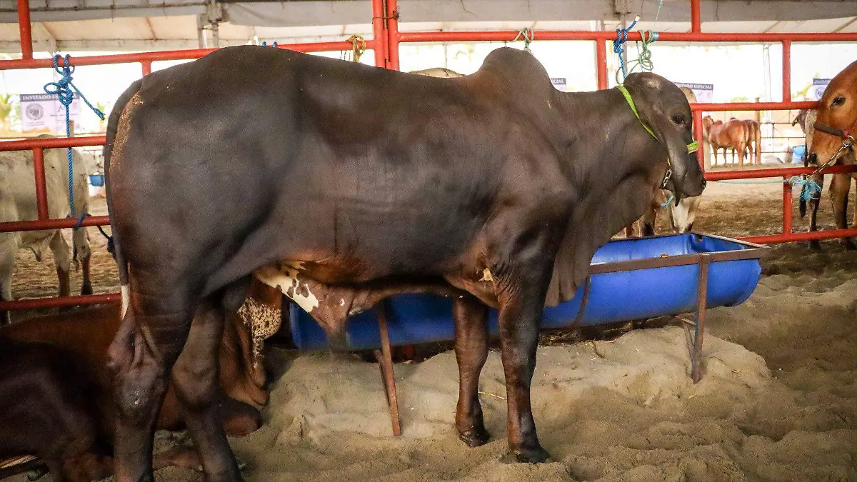 Ganado - Gusano - GRO