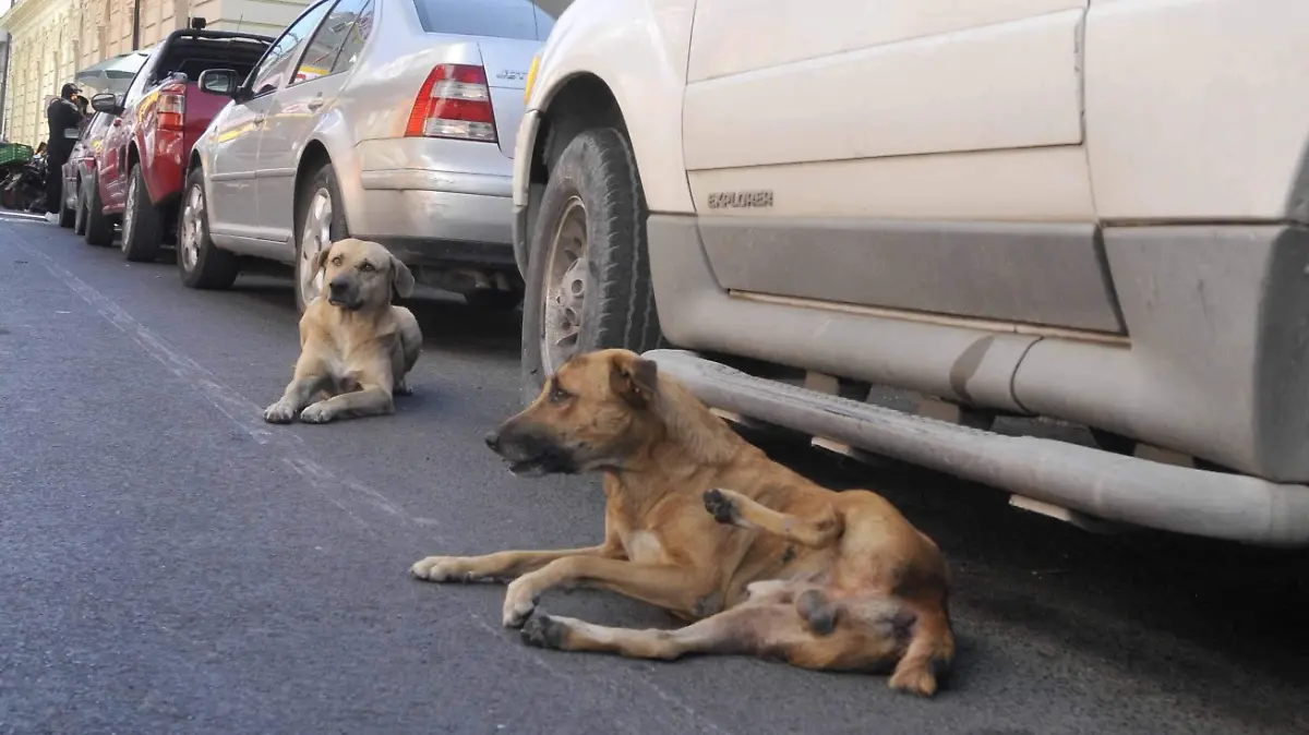 21-perros