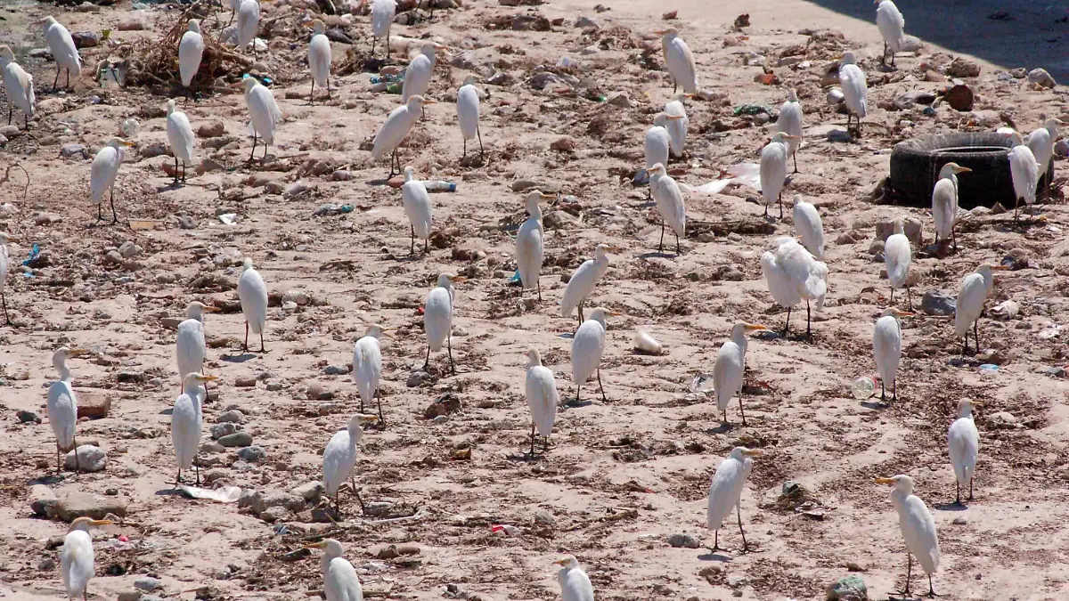 garzas-blancas-medio-ambiente- 