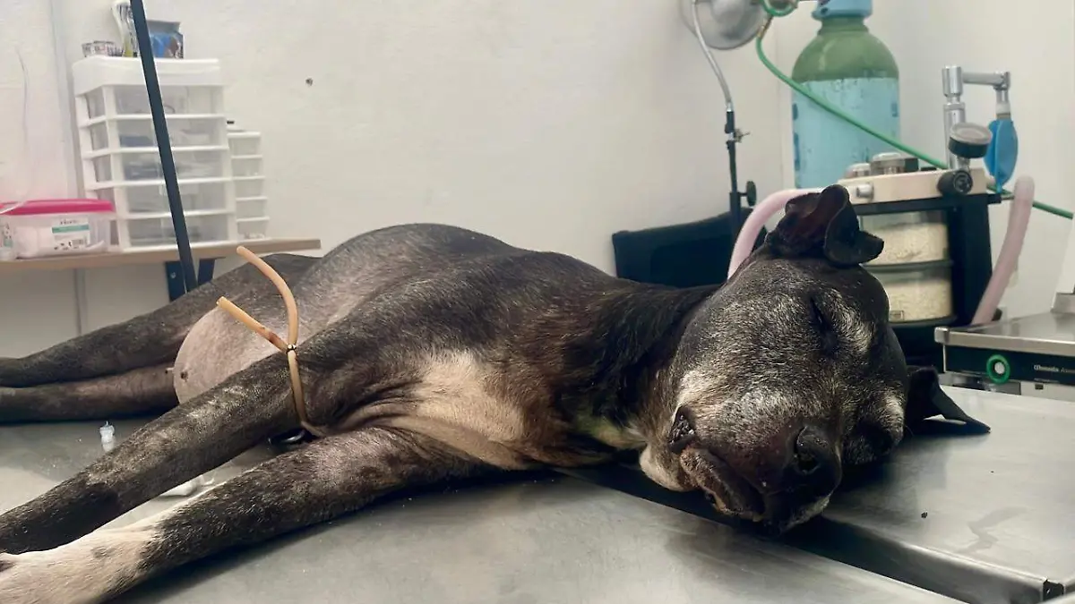 87207354-d9ce-4282-be43-22e471fbc64e