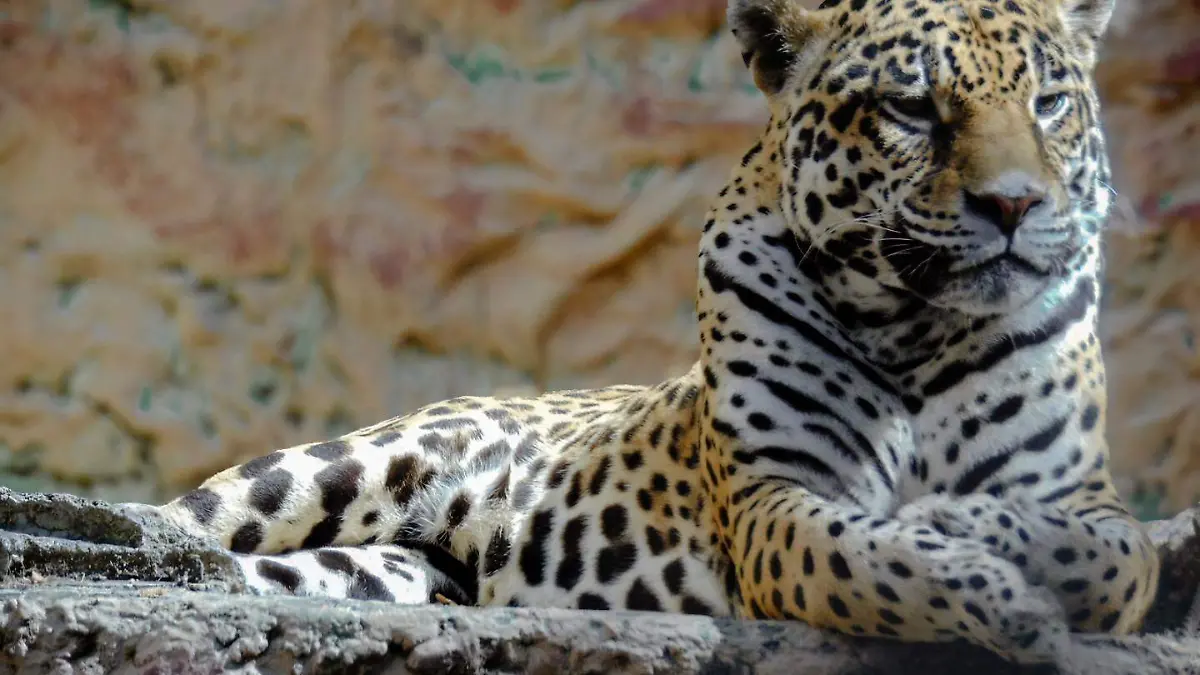 631040339_1316956363808866_6125028378519711963_n