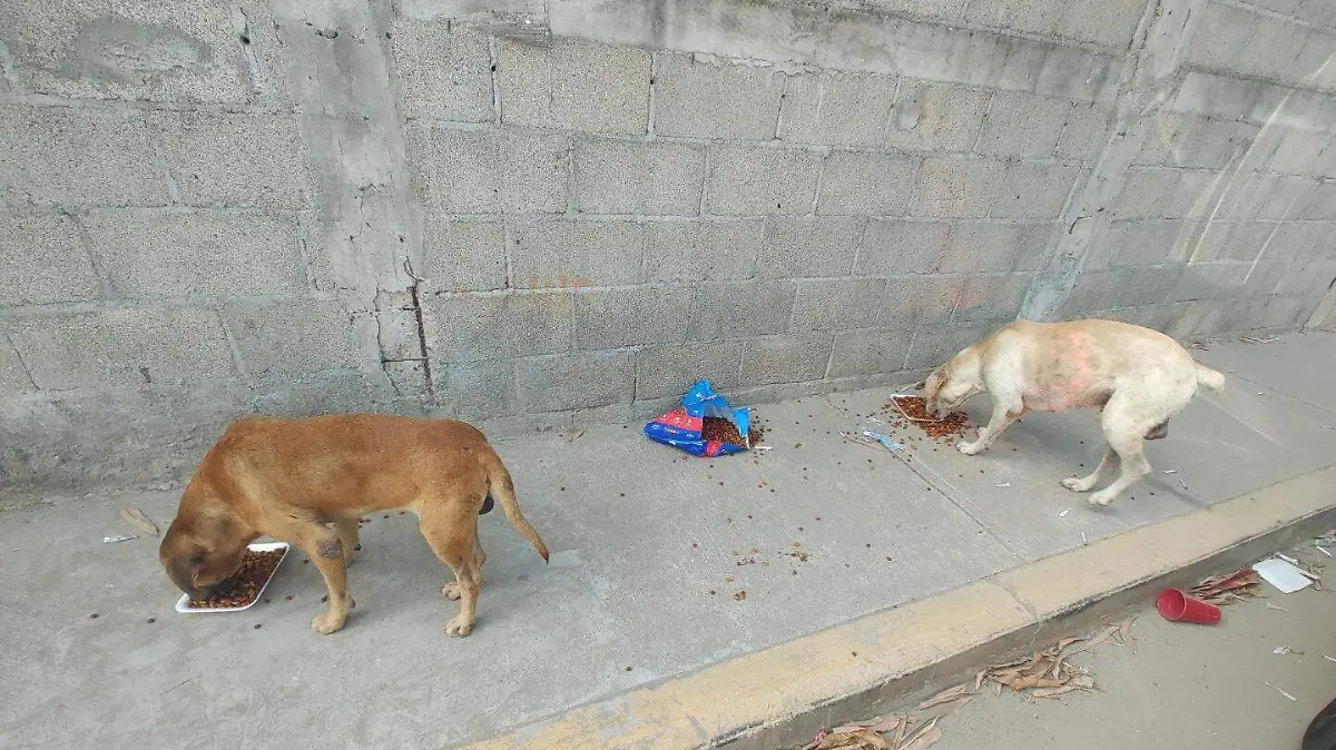 Perros - Veterinarios - ACA