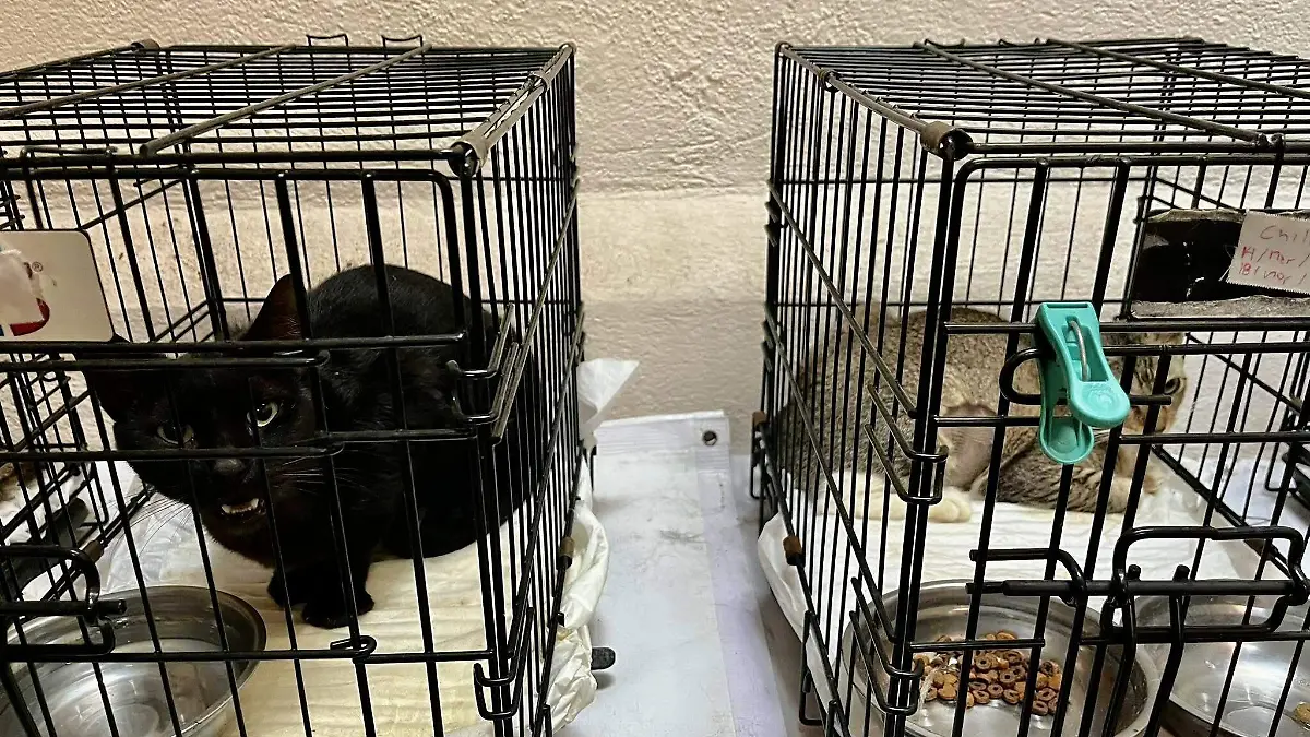 centro de esterilización