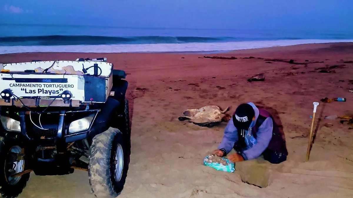 Campamento - Tortugas - Gro