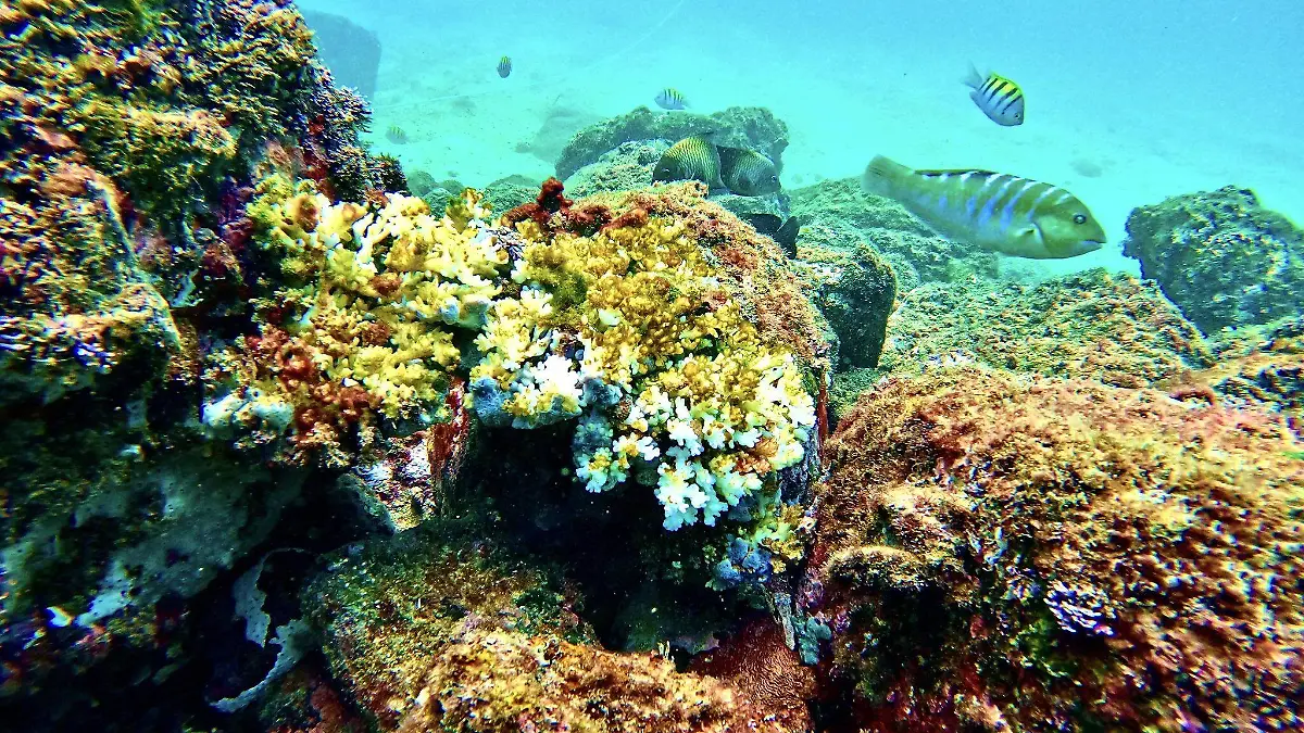 Corales - Roqueta - ACA