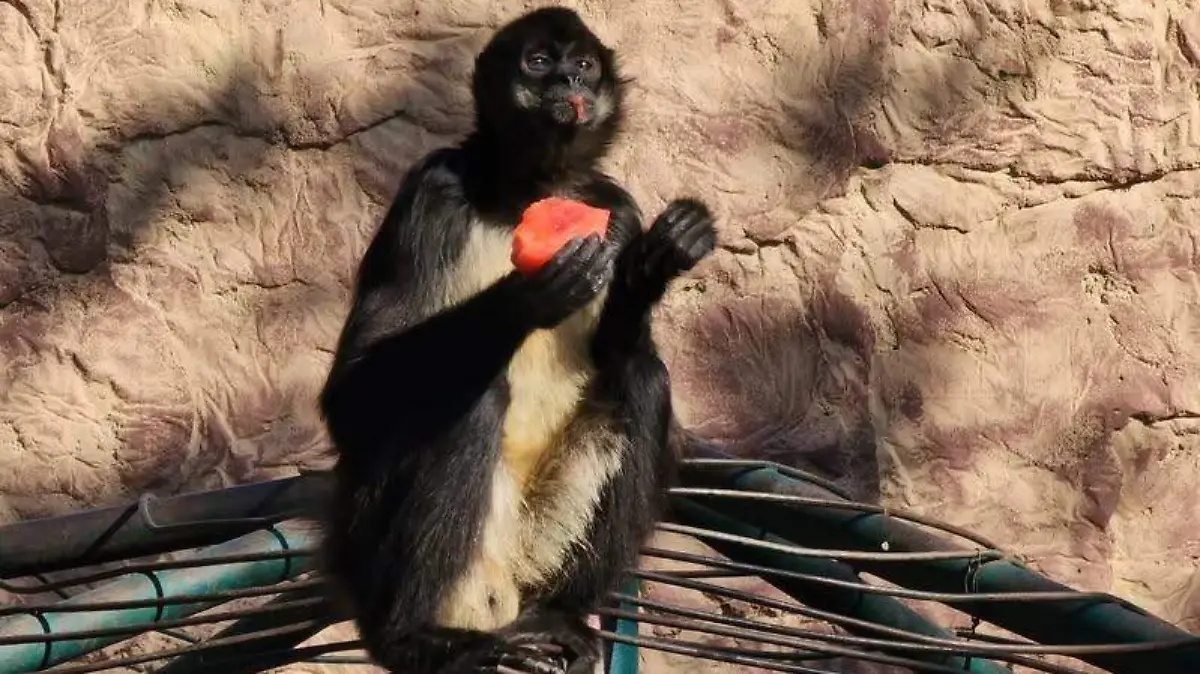 625955521_1313399107497925_56020743307441639_n