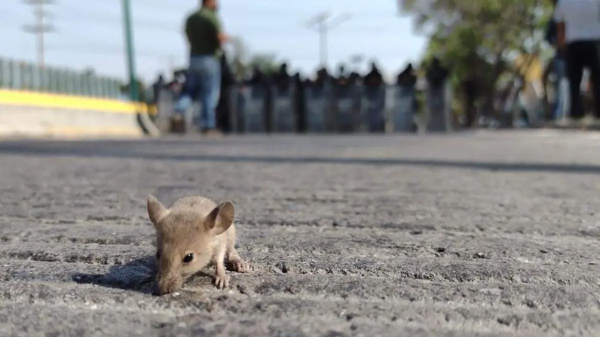 13-ratón