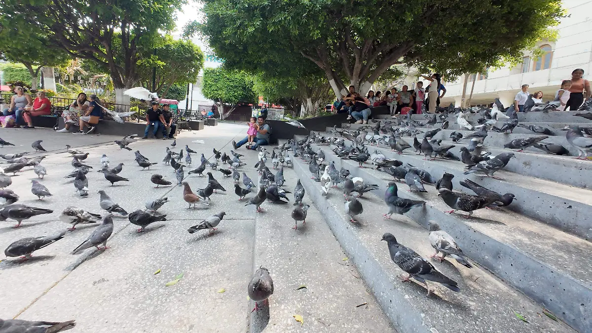 palomas