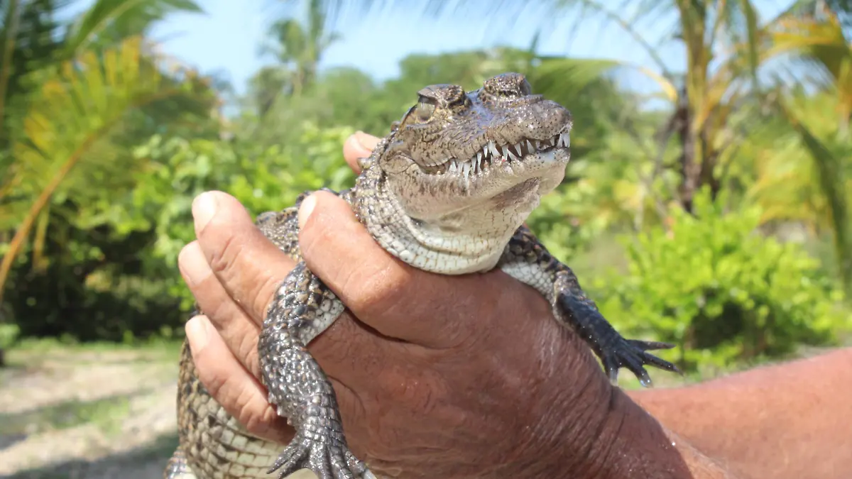 Cocodrilos