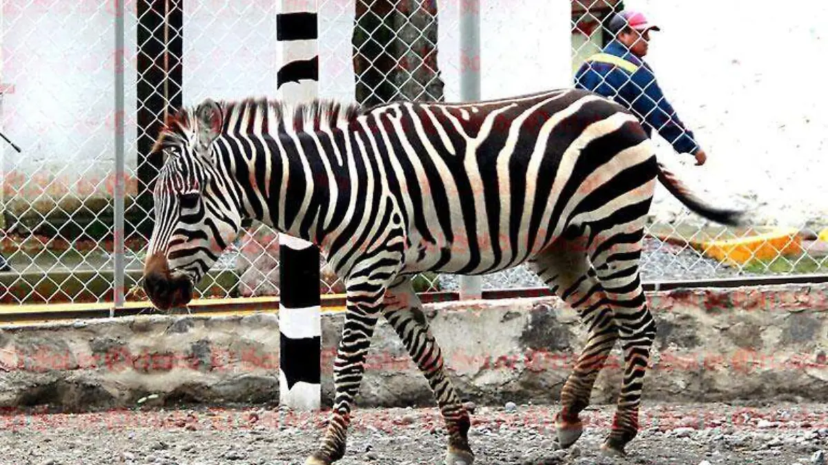 ZEBRA