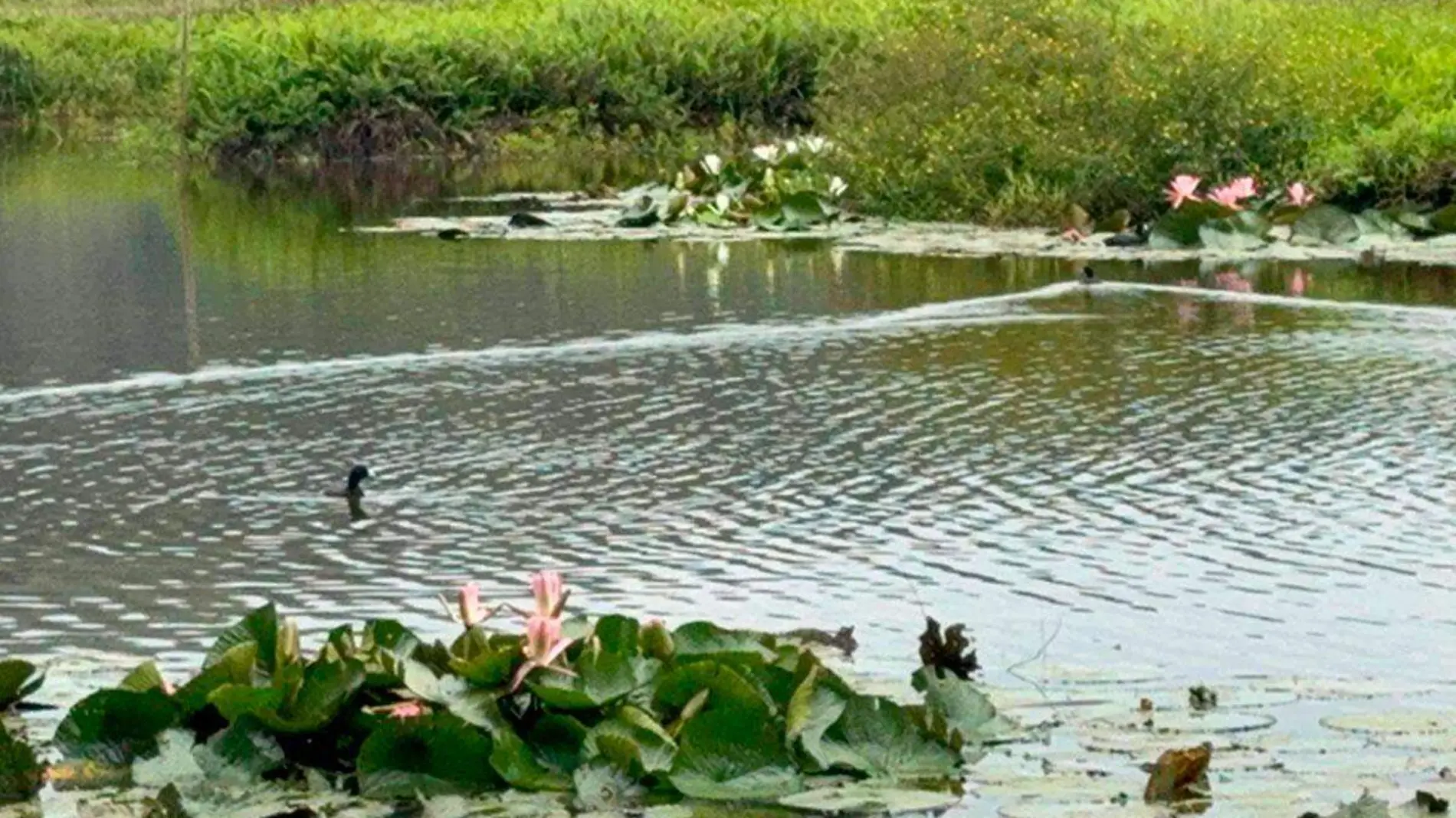 Posponen-Festival-de-las-aves-en-Córdoba