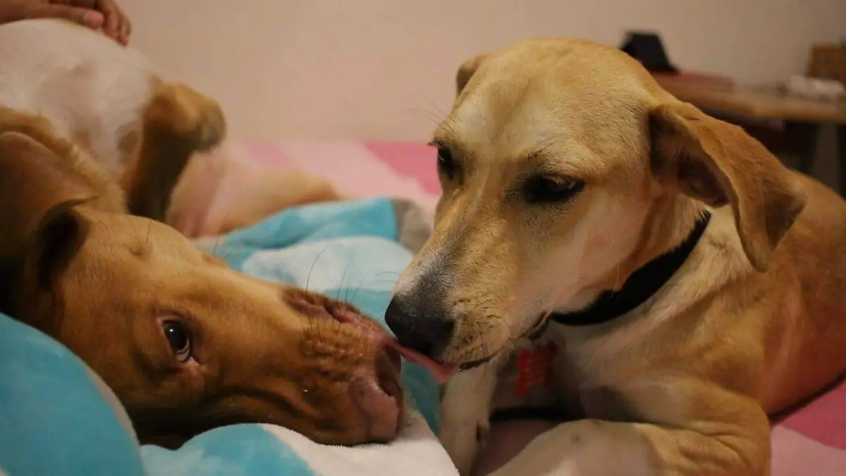 Mascotas-veterinaria-enfermedades-ricardo05