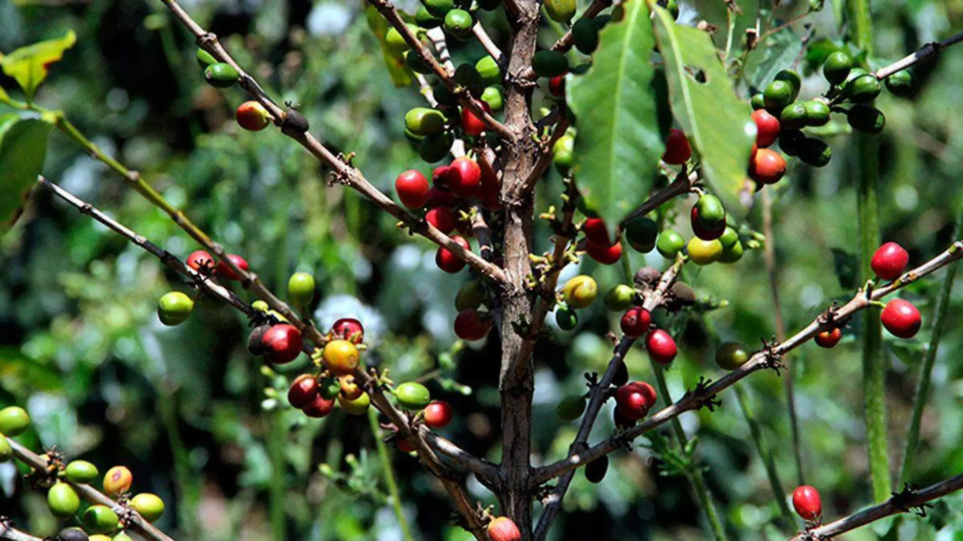 Altas-temperaturas-afectan-siembra-de-cafe