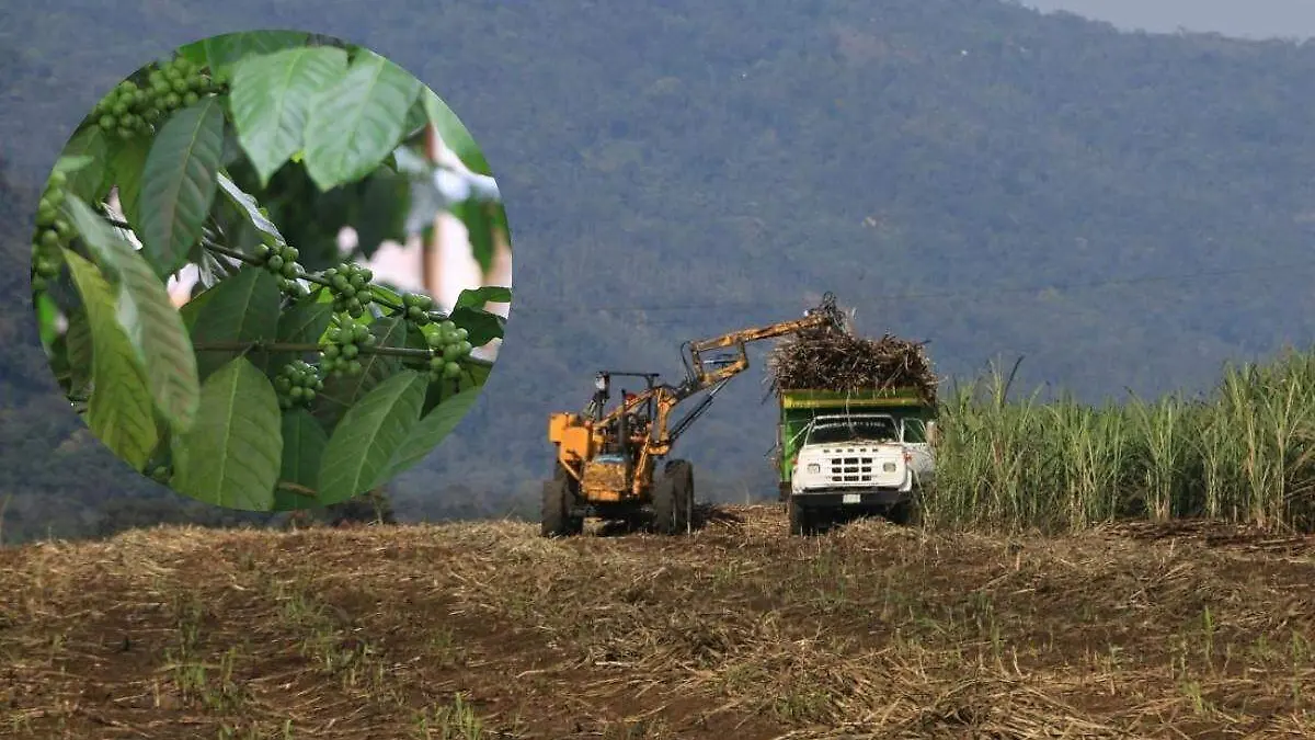Campo veracruzano en el abandono es porque jóvenes se van al extranjero 2