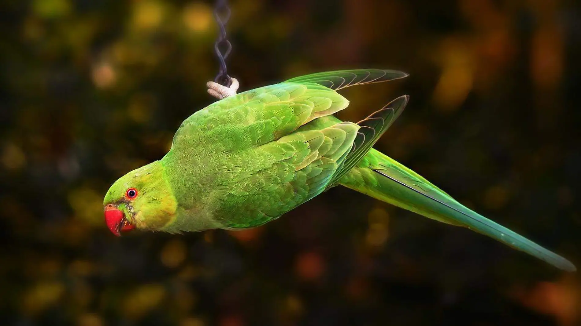 ring-necked-parakeet-3652668_1280