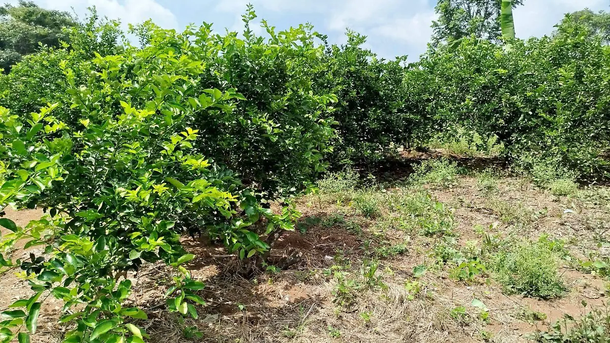 limón
