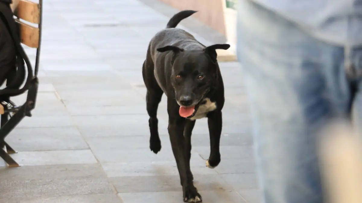 Animalistas piden no dar en adopción a perros y gatos negros durante octubre y noviembre, ya que son ocupados para rituales 