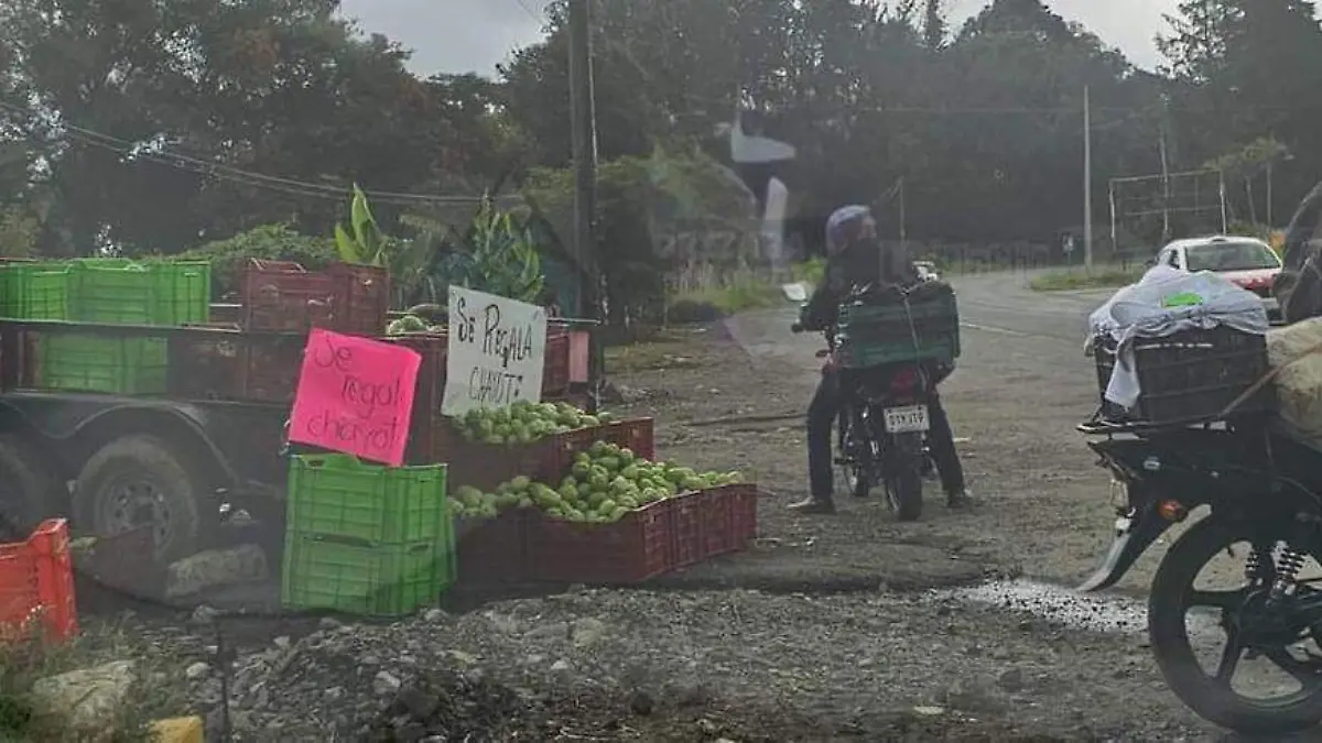 productores chayote (3)