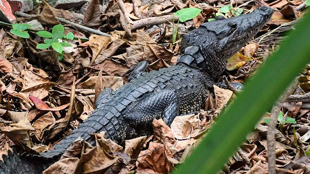 Cocodrilo-se-mete-a-casa-en-Tabasco