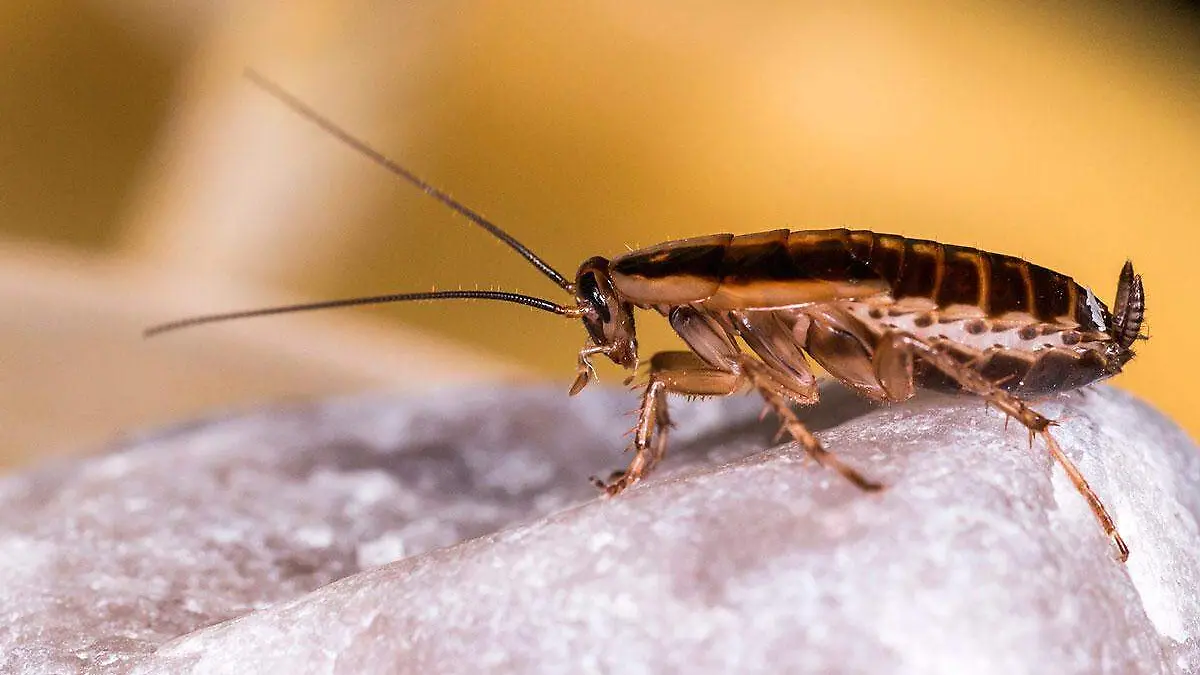 Cucarachas-se-vuelven-resistentes-a-insecticidas